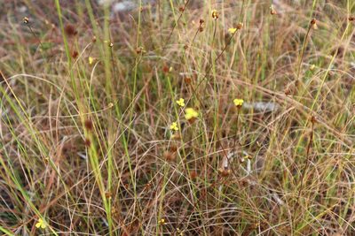 Xyris brevifolia, photographed by brycelee