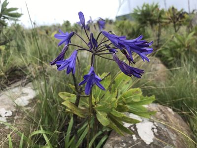 Agapanthus campanulatus