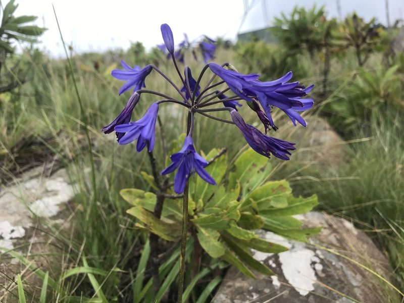 Agapanthus campanulatus, photographed by Sam McCarren