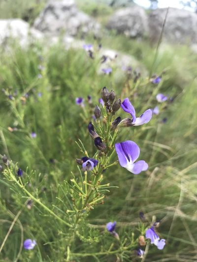 Psoralea rhizotoma, photographed by Sam McCarren