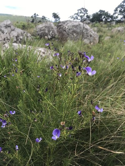 Psoralea rhizotoma, photographed by Sam McCarren