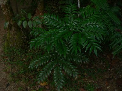 Bowenia spectabilis, photographed by Yves Bas