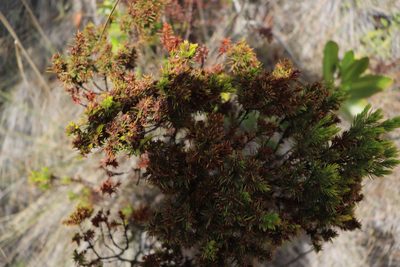 Hypericum juniperinum, photographed by Luisa Matiz
