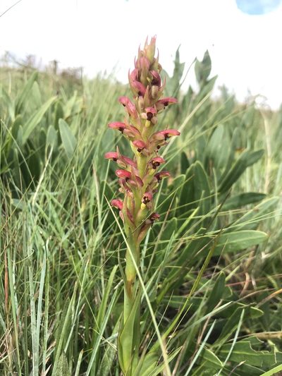 Disa brevicornis, photographed by Sam McCarren