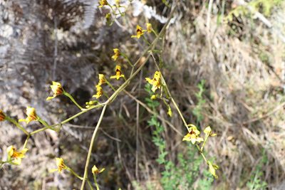 Cyrtochilum densiflorum, photographed by Luisa Matiz