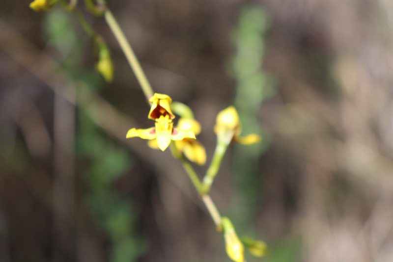 Cyrtochilum densiflorum, photographed by Luisa Matiz