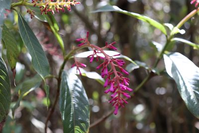 Palicourea angustifolia, photographed by Luisa Matiz