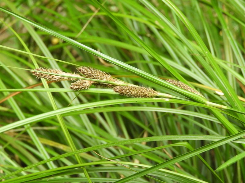 Carex raoulii, photographed by Santiago Martín-Bravo