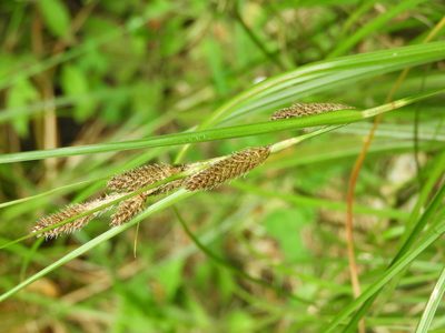 Carex raoulii, photographed by Santiago Martín-Bravo