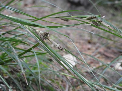 Carex raoulii, photographed by Santiago Martín-Bravo