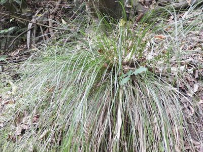 Carex cyanea, photographed by Santiago Martín-Bravo