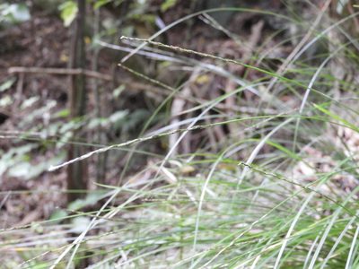 Carex cyanea, photographed by Santiago Martín-Bravo