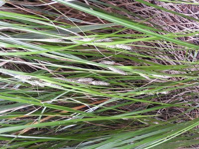 Carex raoulii, photographed by Santiago Martín-Bravo