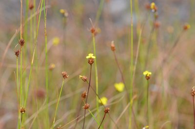 Xyris brevifolia, photographed by brycelee