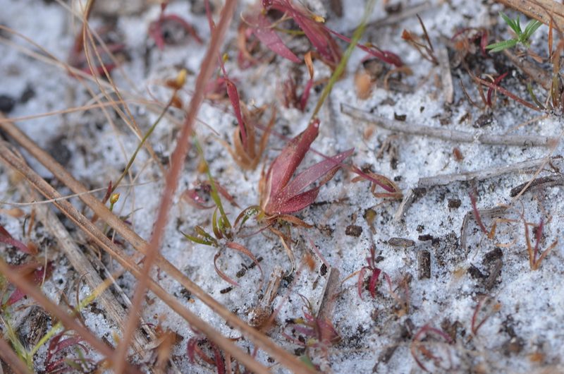 Xyris flabelliformis, photographed by brycelee