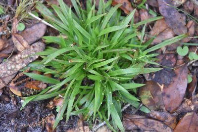 Dichanthelium laxiflorum, photographed by Mike Ostrowski