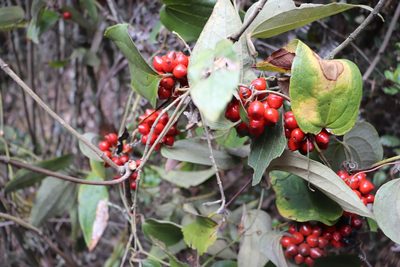 Smilax tomentosa, photographed by Luisa Matiz