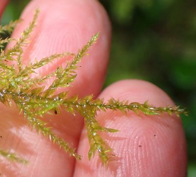 Porotrichum madagassum, photographed by Nicola van Berkel