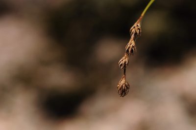 Carex foenea, photographed by Marc-Aurèle Vallée