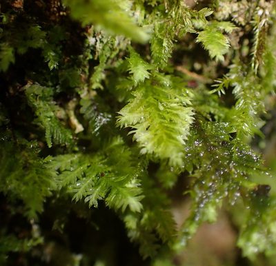 Lopidium struthiopteris, photographed by Nicola van Berkel