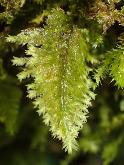 Lopidium struthiopteris, photographed by Nicola van Berkel