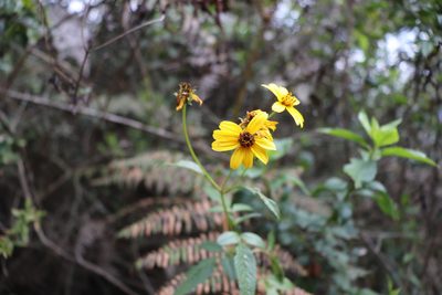 Bidens rubifolia, photographed by Luisa Matiz