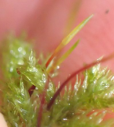 Palamocladium leskeoides, photographed by Nicola van Berkel