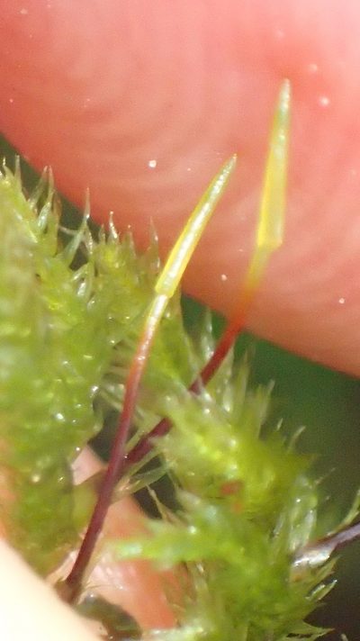 Palamocladium leskeoides, photographed by Nicola van Berkel