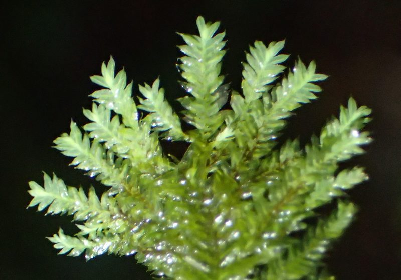 Lopidium struthiopteris, photographed by Nicola van Berkel
