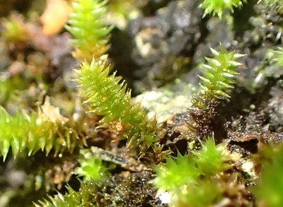 Pterogoniadelphus assimilis, photographed by Nicola van Berkel