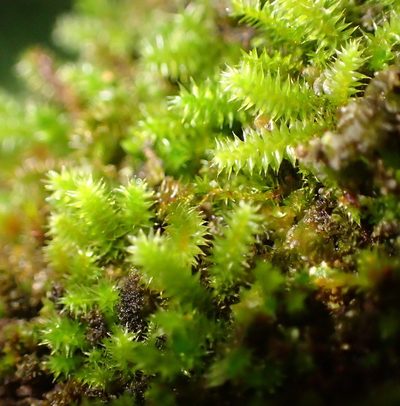 Pterogoniadelphus assimilis, photographed by Nicola van Berkel