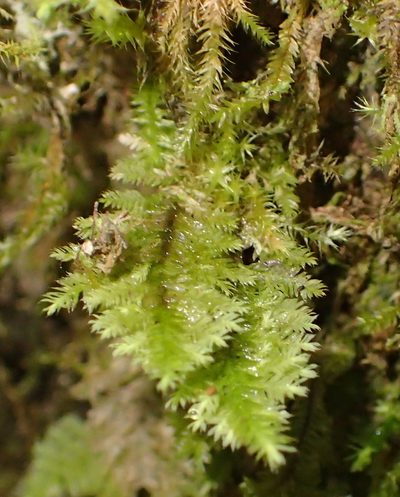 Lopidium struthiopteris, photographed by Nicola van Berkel