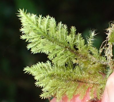 Lopidium struthiopteris, photographed by Nicola van Berkel
