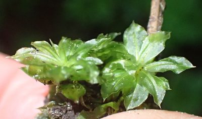Rhodobryum commersonii, photographed by Nicola van Berkel