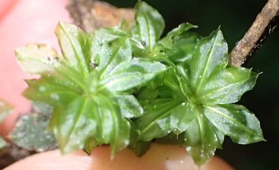 Rhodobryum commersonii, photographed by Nicola van Berkel