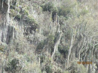 Trichocereus cuzcoensis, photographed by Jared Shorma