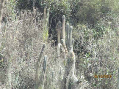 Trichocereus cuzcoensis, photographed by Jared Shorma