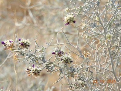 Psorothamnus emoryi, photographed by Diana