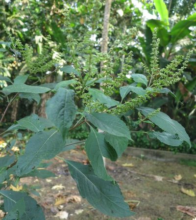 Ocimum gratissimum, photographed by Ricardo Lima