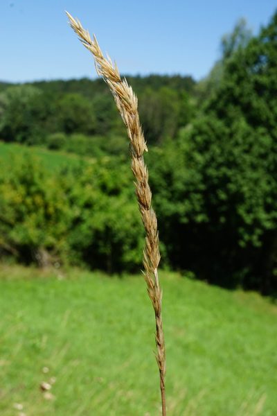 Koeleria pyramidata, photographed by Patrick Hacker