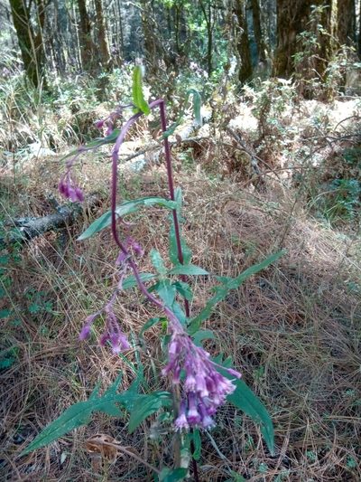 Senecio callosus, photographed by Jose Enrique