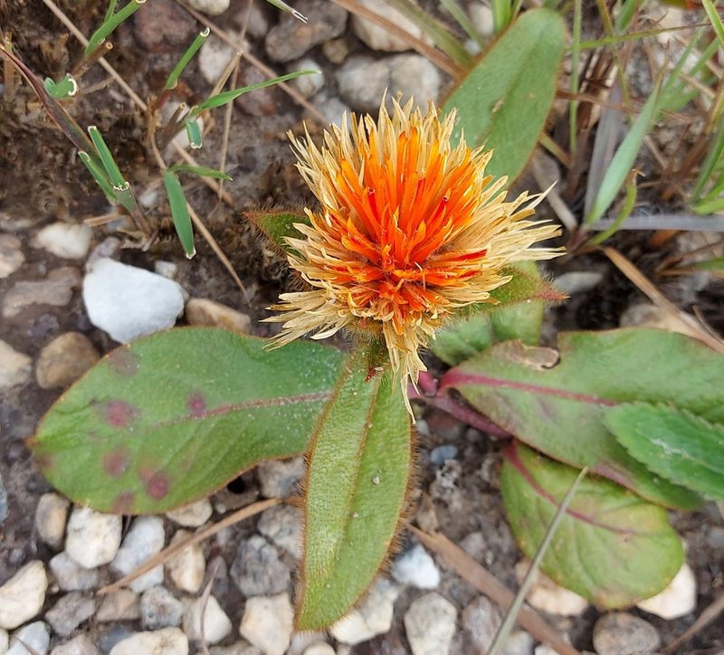 Gomphrena arborescens, photographed by Filipi Miranda Soares