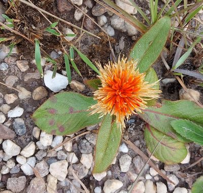 Gomphrena arborescens, photographed by Filipi Miranda Soares