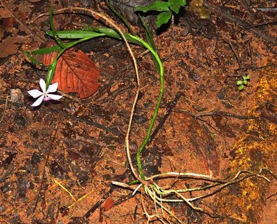 Epidendrum flexuosum, photographed by Sidnei Dantas