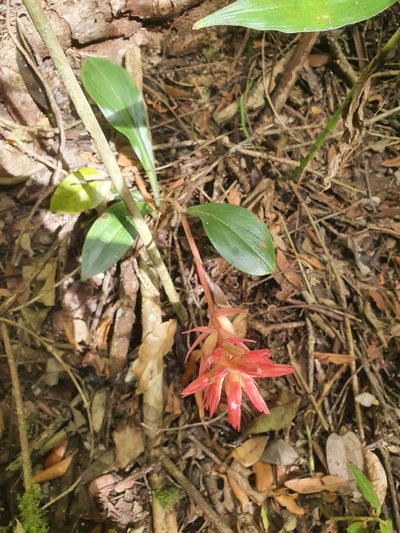Stenorrhynchos speciosum, photographed by Yolanda M. Leon