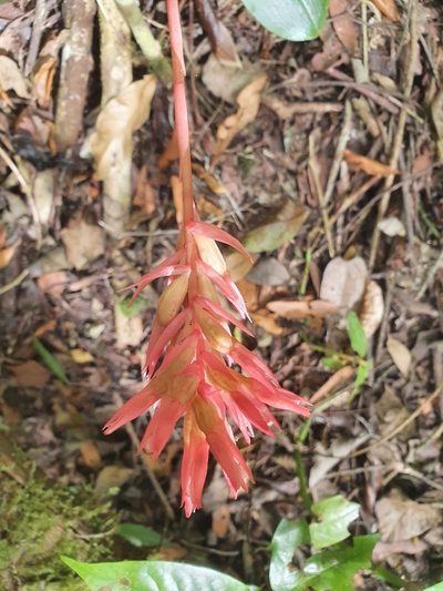 Stenorrhynchos speciosum, photographed by Yolanda M. Leon