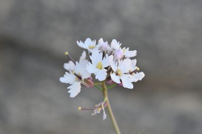 Dryopetalon runcinatum, photographed by Roger Rittmaster