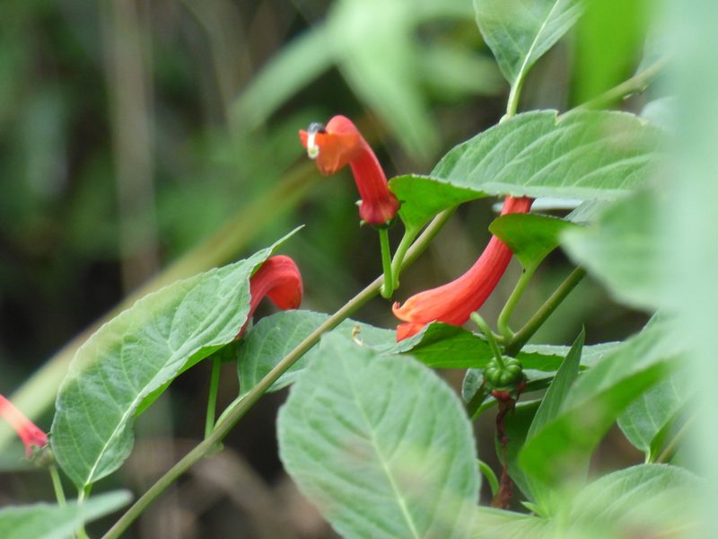 Centropogon trianae, photographed by Daniel van der Post