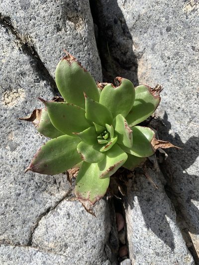 Dudleya brittonii, photographed by Kristen Francis