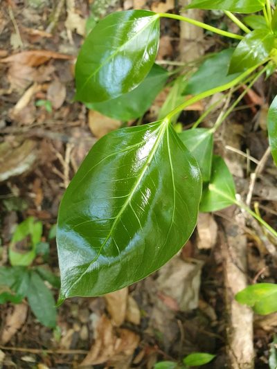 Frodinia tremula, photographed by Yolanda M. Leon